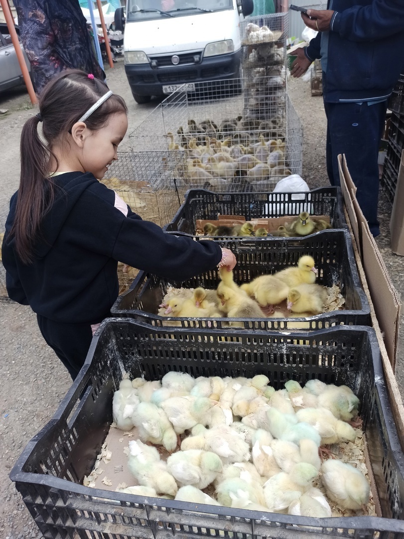 На местном рынке - контактный зоопарк. Фото автора.