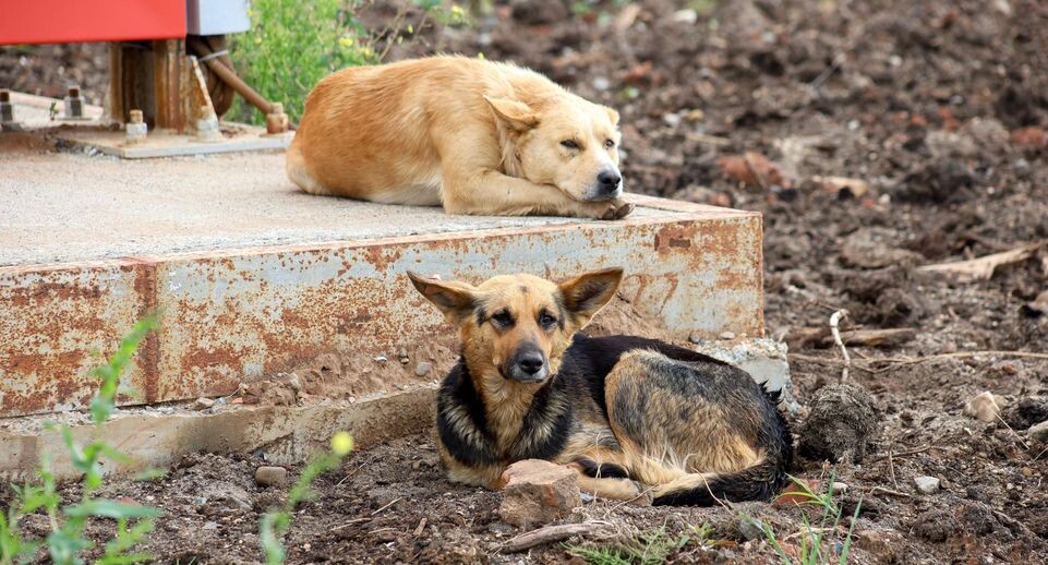    Elena Mayorova/Global Look Press / www.globallookpress.com