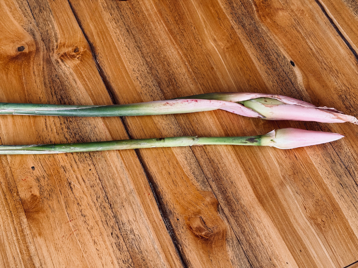 Цветоки этлингера 