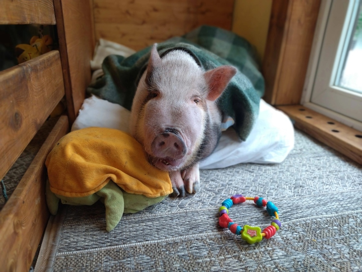 Вот это 'мини'! 📏 Даже самый маленький пиг – это не йоркширский терьер. Убедитесь, что ваши представления о размерах совпадают с реальностью, чтобы потом не было тесно