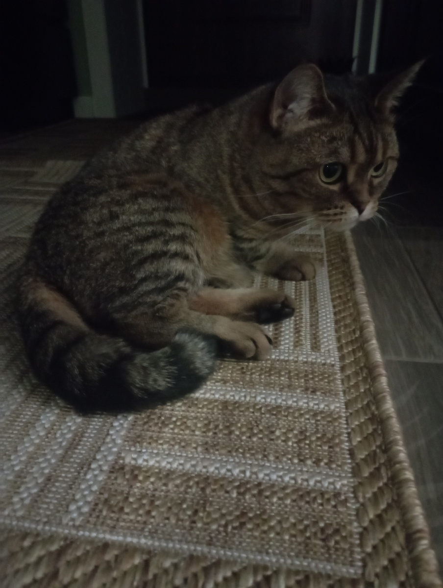 Вечная девочка. Единственная в доме кошка, которая не старушка. Оценила обновку. 