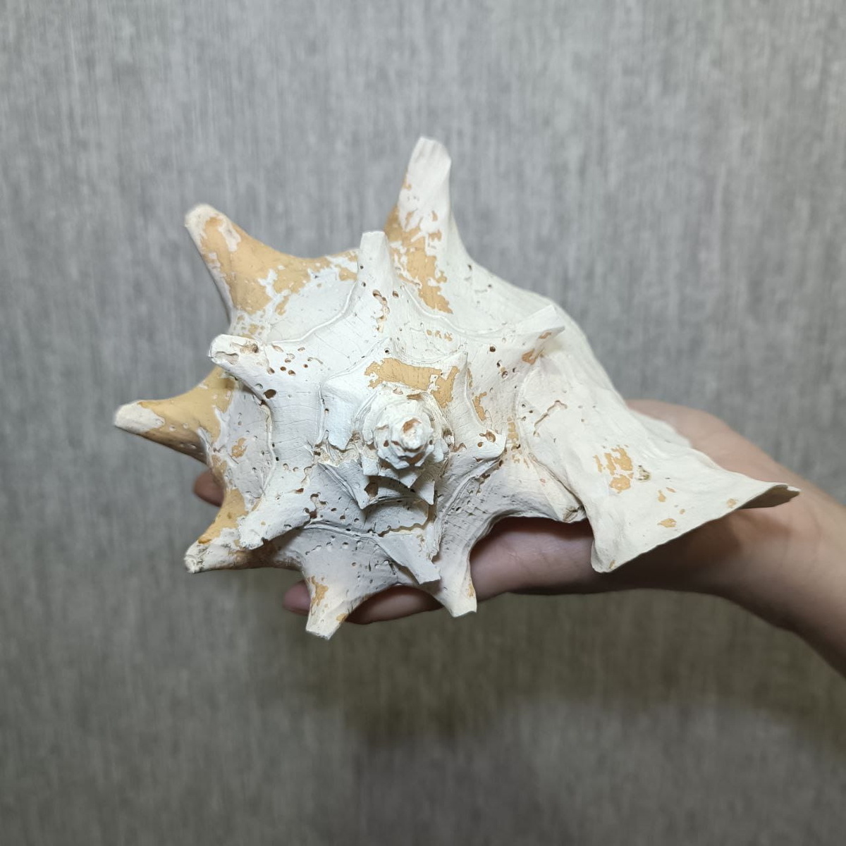 Та самая ракушка. Фото из семейного архива