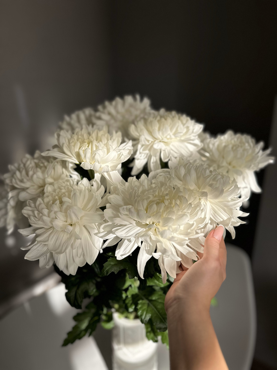 Белая хризантема из теплиц "Веревкин Хутор"