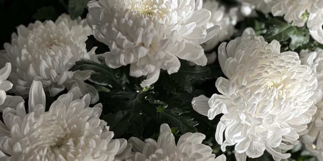 Как окрасить хризантемы: технология для флористов и цветочников.