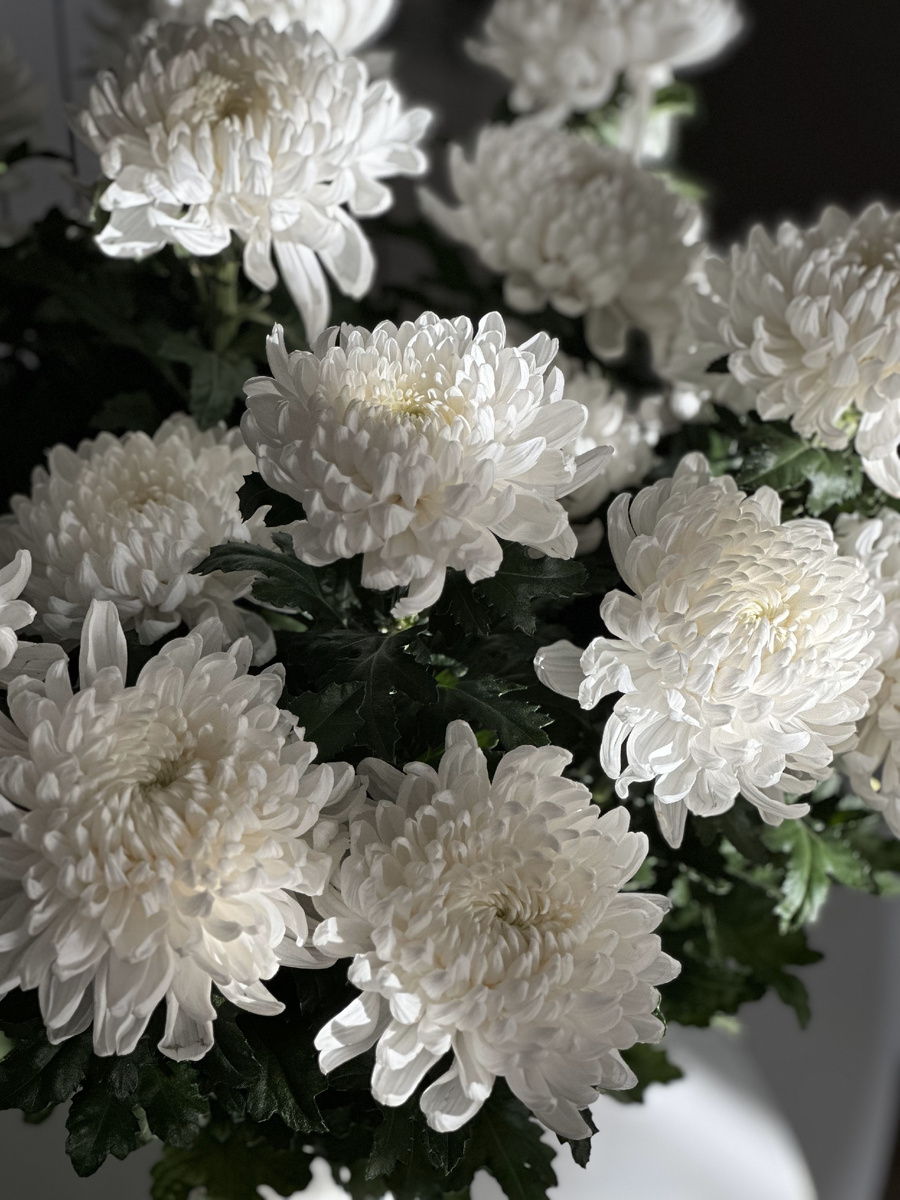 Одноголовая белая хризантема "Веревкин Хутор"