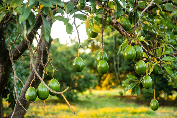 Авокадо на дереве