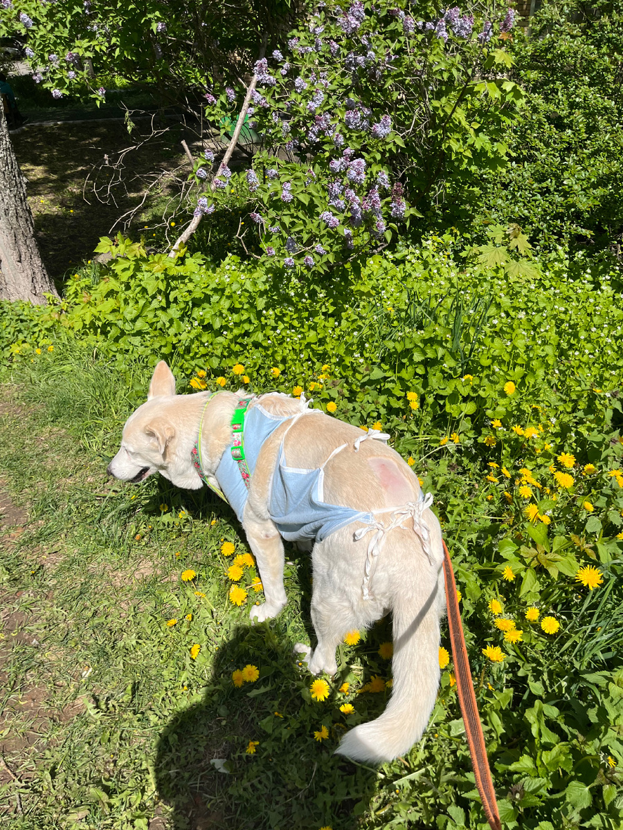 Альба гуляет