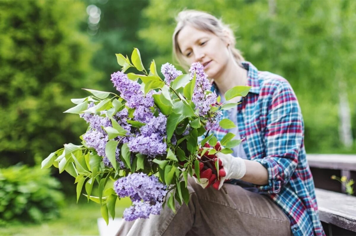    В нашей стране предусмотрены штрафы за порчу сирени.