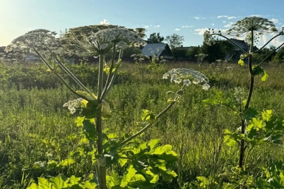    В Подмосковье ввели фиксированный штраф в ₽5 тысяч за неудаление борщевика