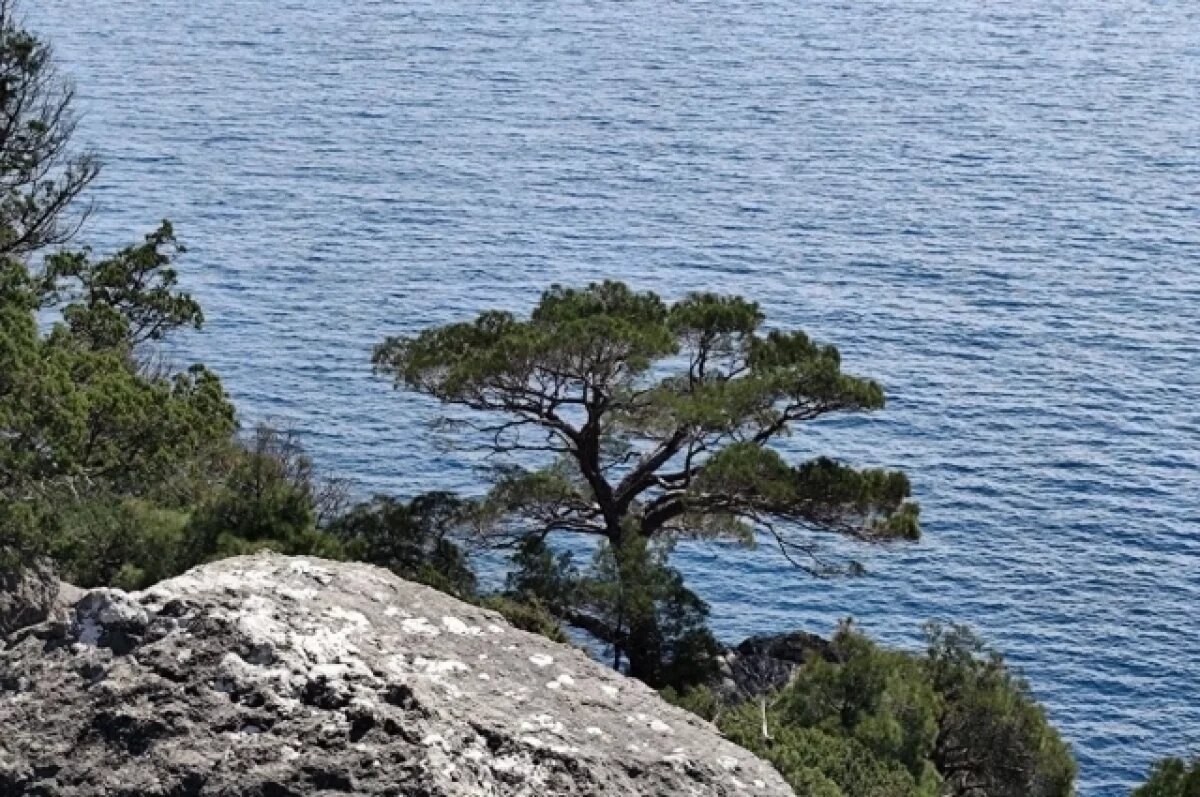    В Крыму обнаружена кость динозавра возрастом около 135 млн лет