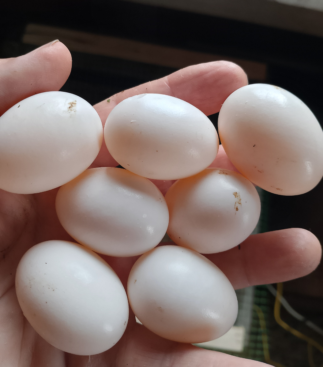 фото автора, голубиные яйца