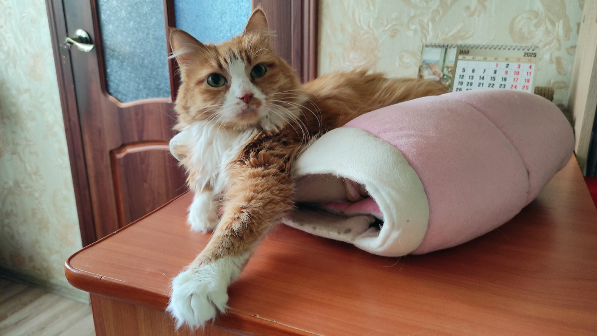 Буквально - сегодня. Так сказать, лёгкий вариант протеста