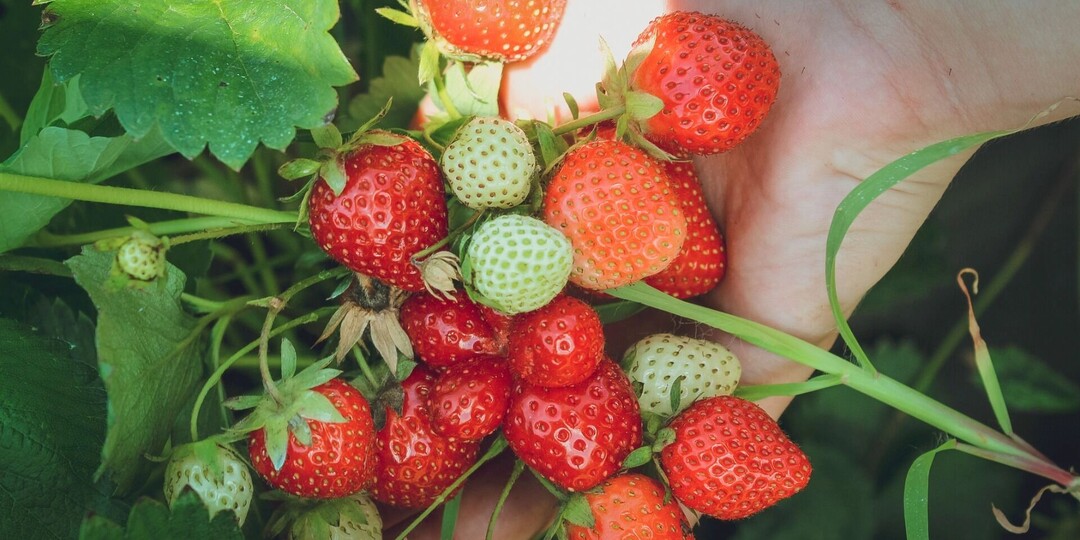 Подкормка клубники нашатырным спиртом — секреты эффективного применения