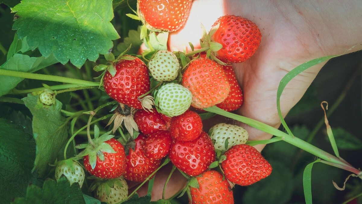     Источник: 1MI