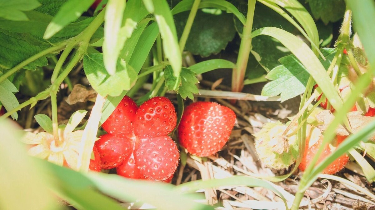     Источник: 1MI