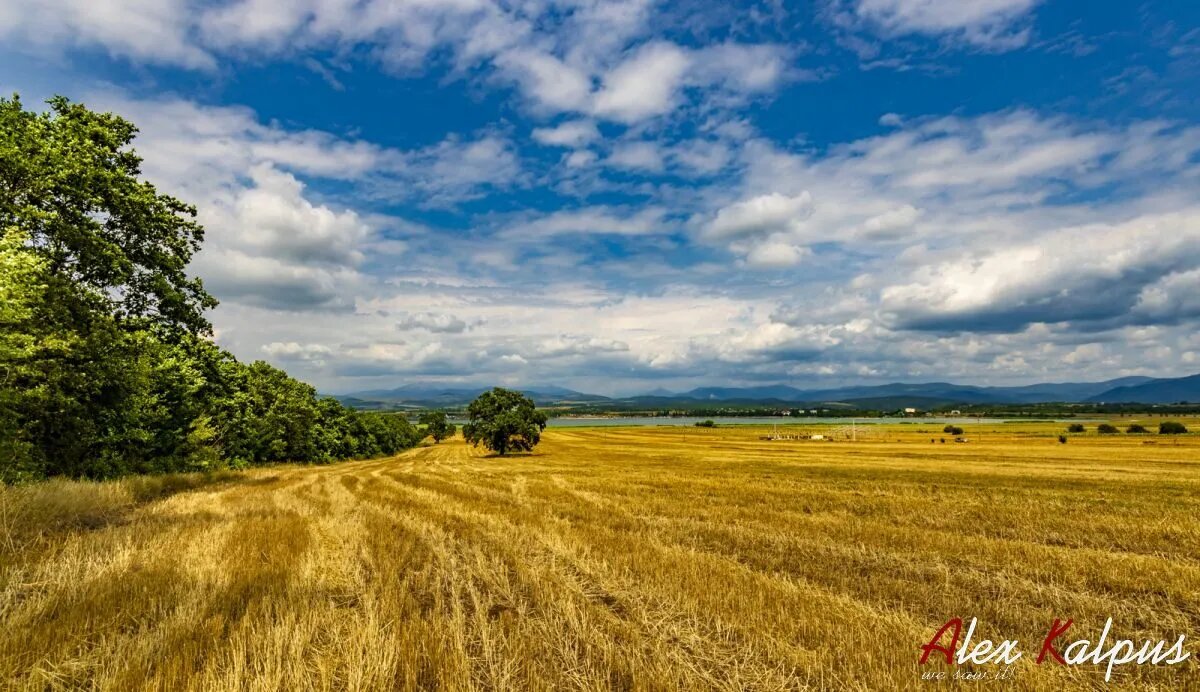 Август! Бывшее пшеничное поле, "любимый дуб" вдалеке, озеро... Сильное солнце перебивает ветерок. Скоро начнется гроза и летний дождь. Пахнет сеном, Полно перепелок, а жаворонки практически хором поют в небе! 