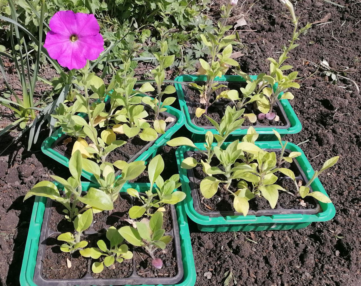 Рассада петуний, фото автора