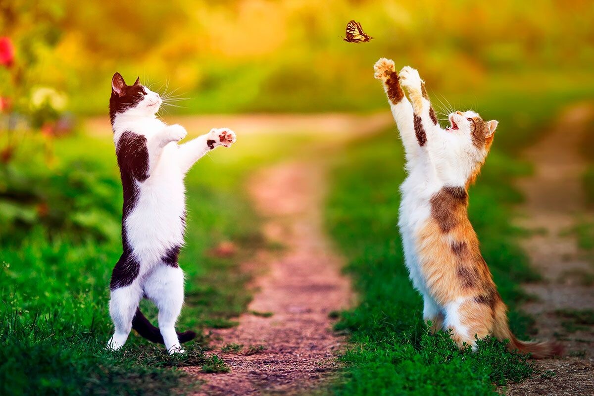    Фото: Bachkova Natalia / Shutterstock.com