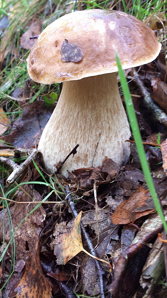 Боровик - король грибных рецептов