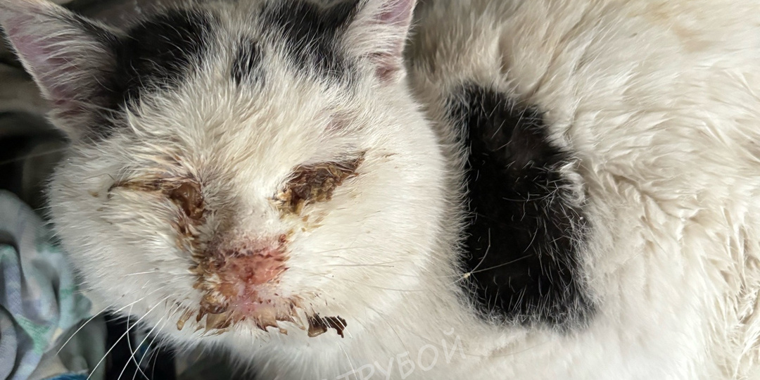 Кот шeл наощупь, куда лапы вели...