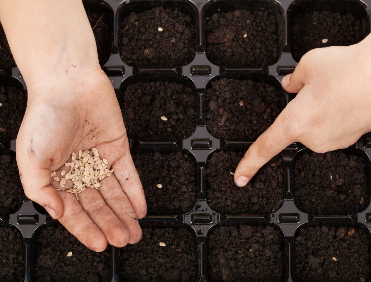 Начальный этап — закладка рассады.