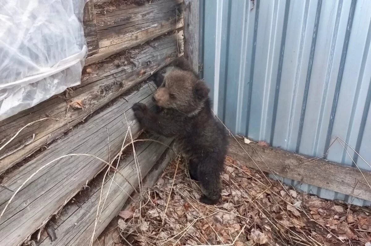    В Тверскую область привезут нового медвежонка из республики Коми