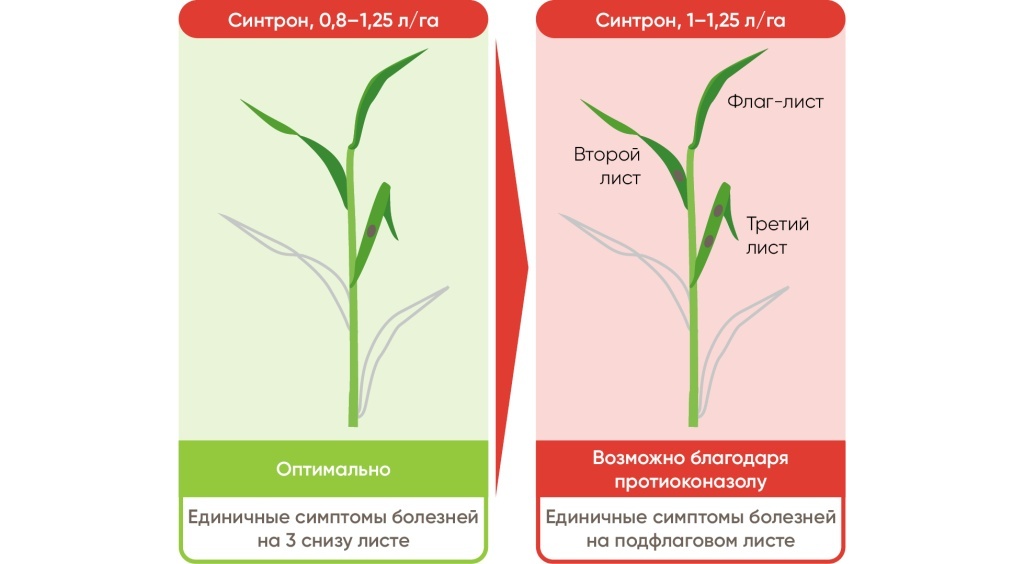 Сценарии применения Синтрона в зависимости от степени поражения растения.