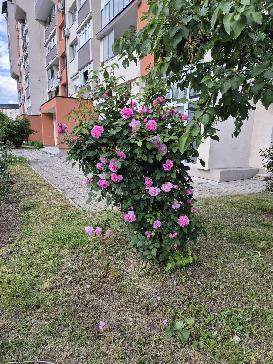 Начало мая - а у нас во дворе такая красота. Будем считать, что это наш большой поздравительный букет.