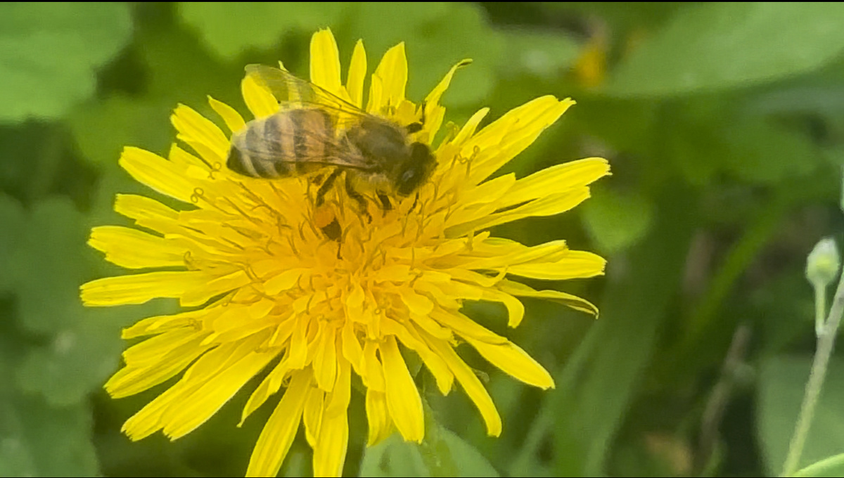 Пчелочка 🐝собирает свой нектар🤗