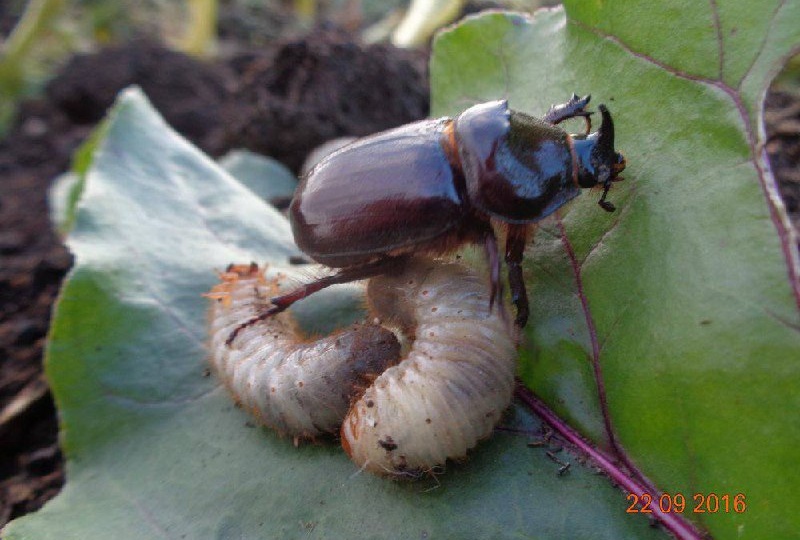 ВЕДИТЕЛИ И ПОМОШНИКИ САДА