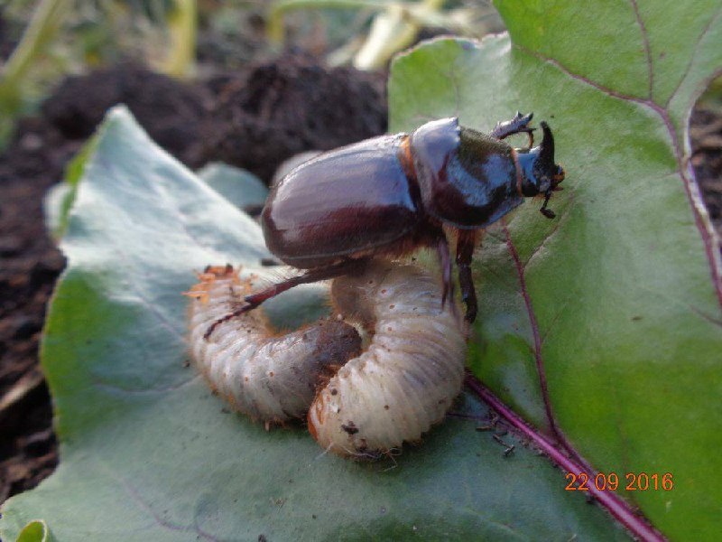 Жук навозник и его личинка, помошник