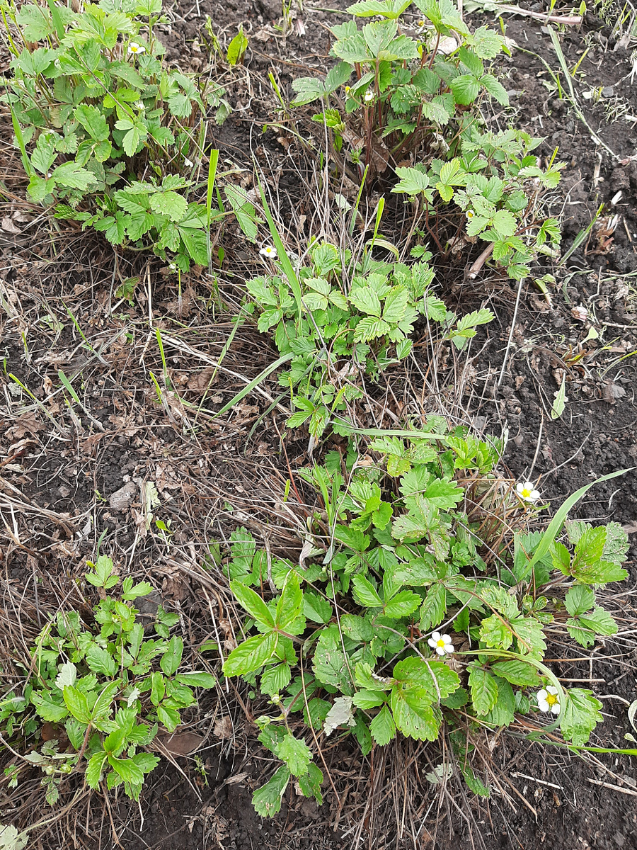 Ремонтантная земляника