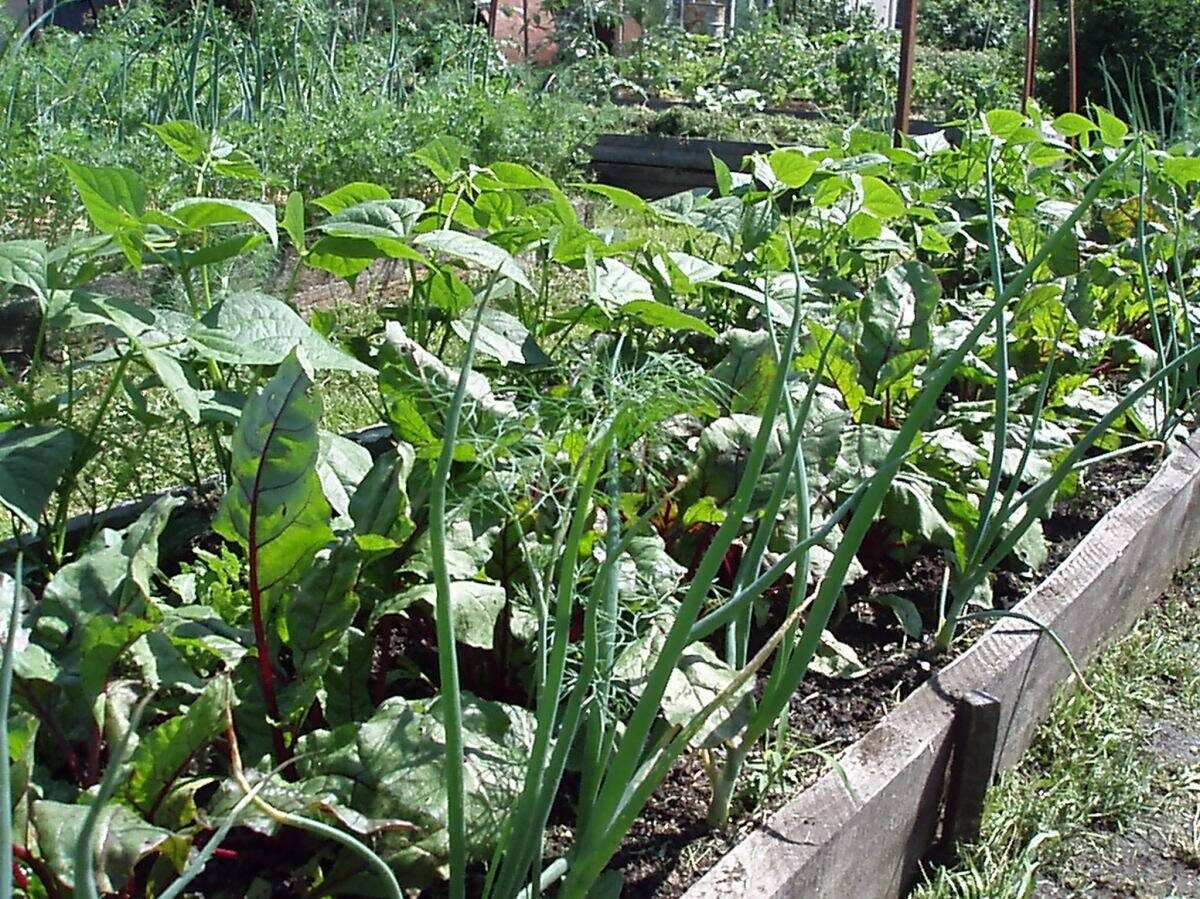 Планирование посадок — залог порядка и здоровых культур.