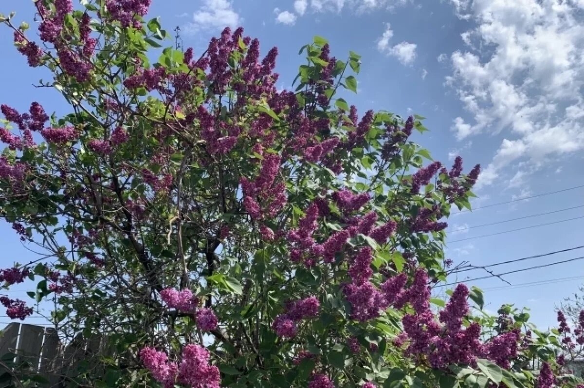    Тамбовчанам, сорвавшим сирень, может грозить штраф