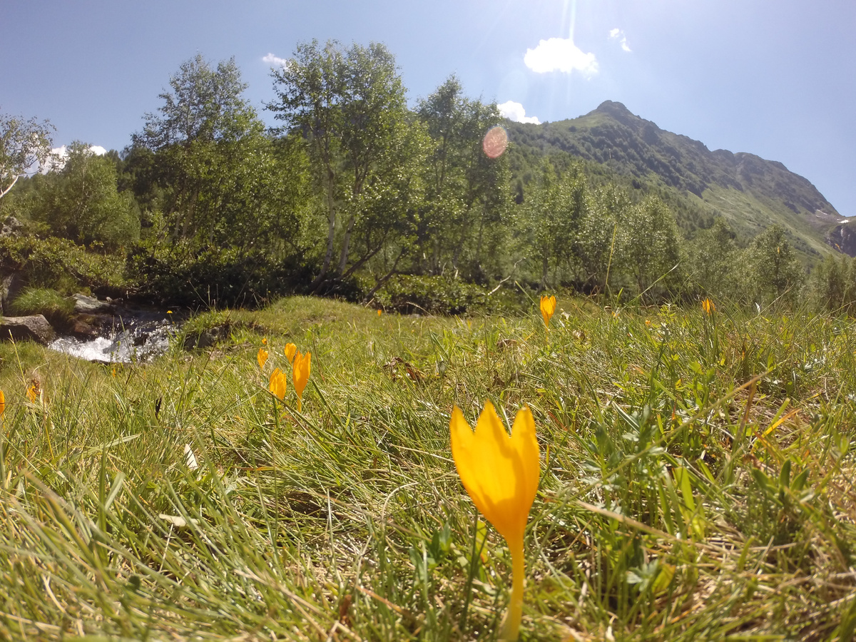 крокусы Шарояна в долине Дукки