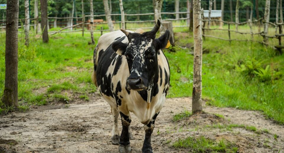    Медиасток.рф