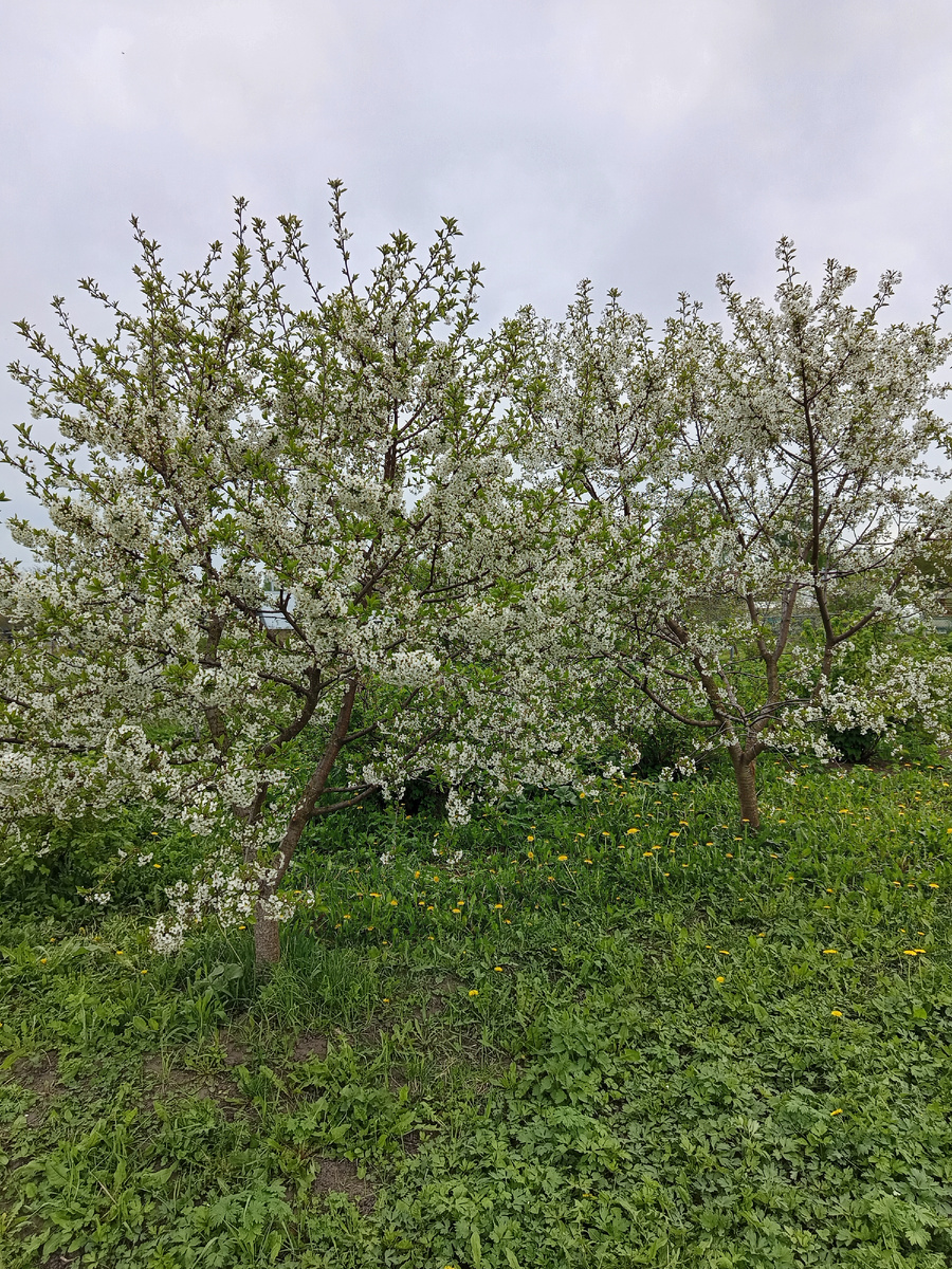 Начало цветения вишни