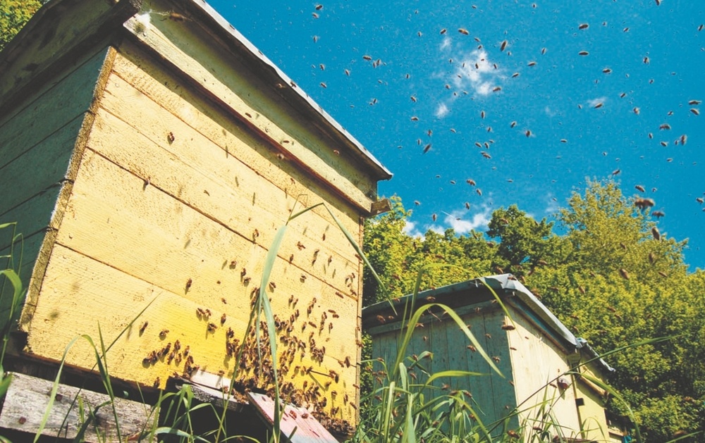 Деление пчелиной семьи на пол-лёта