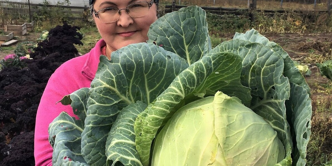 Высаживаем рассаду капусты: сроки и важные советы