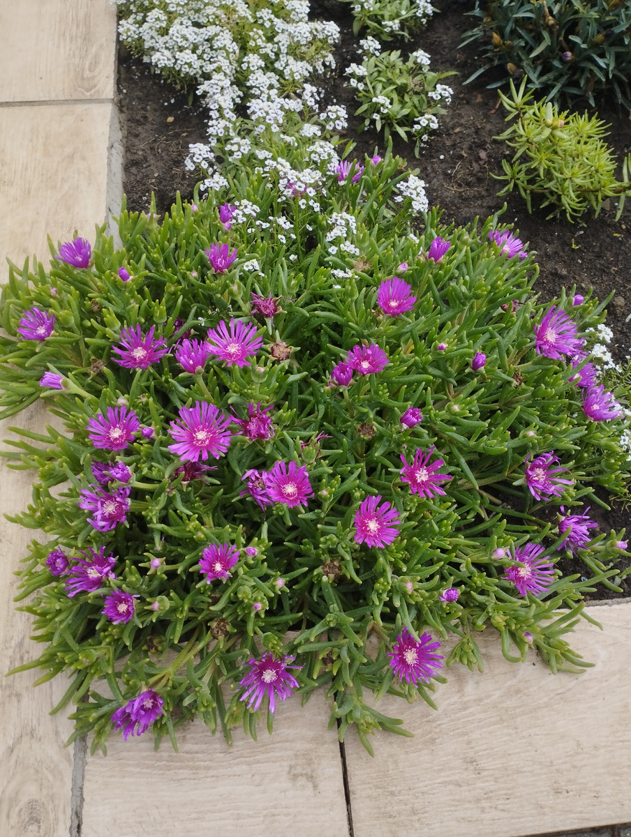 Фото автора. Клумба в нашем городе. 