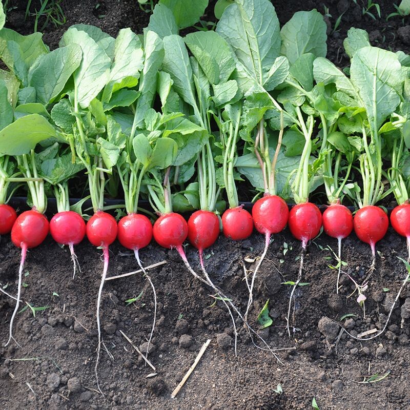 Редис — быстрая и благодарная культура для начинающих.