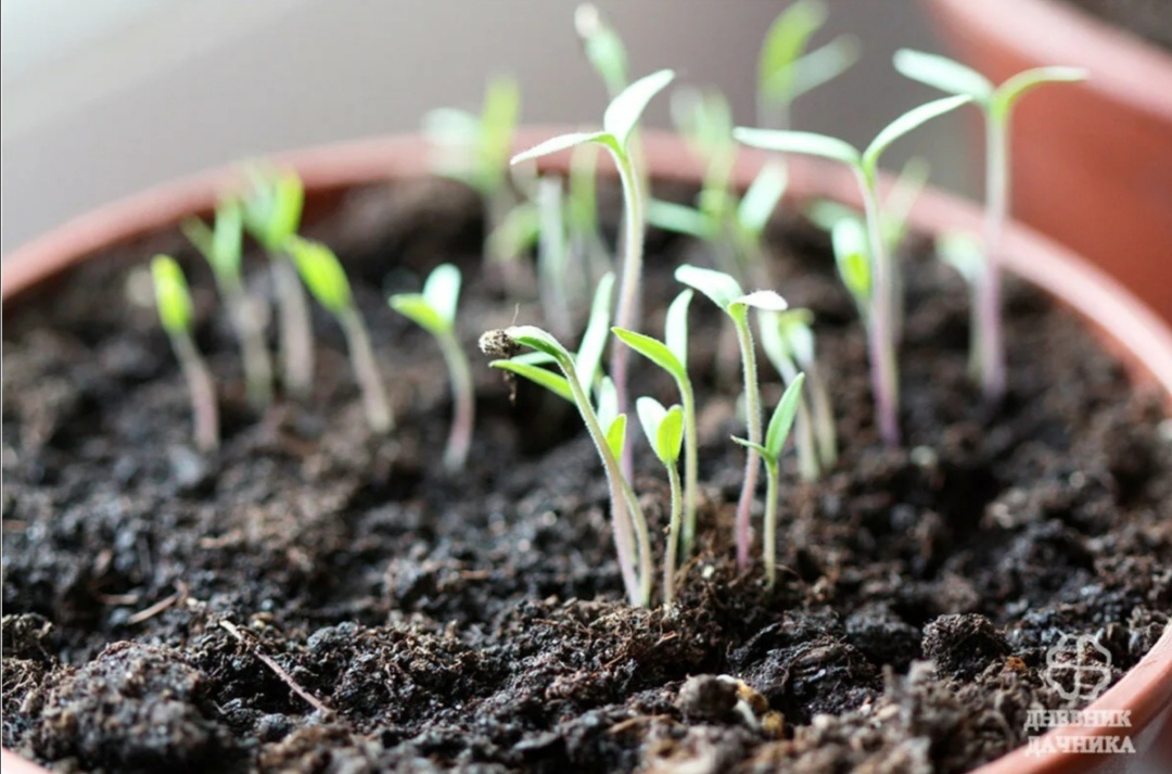 Ростки помидора