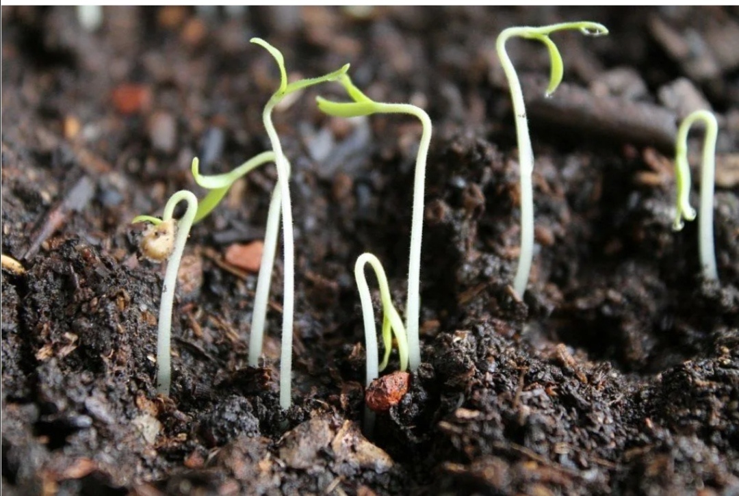 Начало роста помидорок