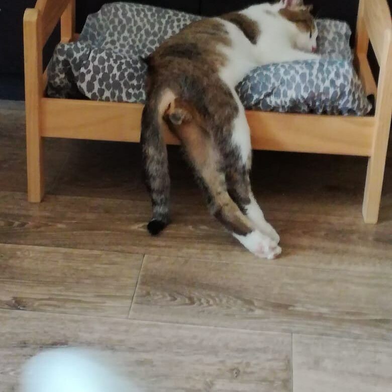 До кастрации)