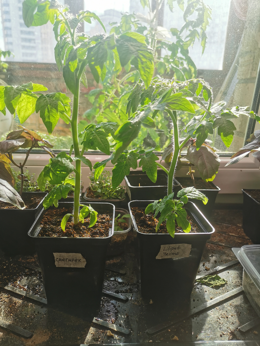 2 (не совсем) доровольца