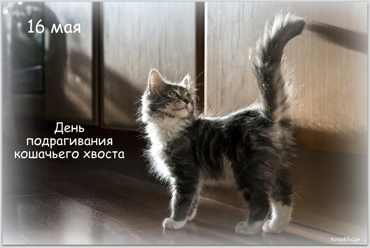 Коллаж автора. Использовано фото: https://zoolog.guru/domashnie-zhivotnye/koshki/pochemu-nelzya-taskat-za-khvost.html