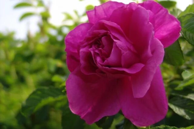    Какой мороз выдерживают розы?