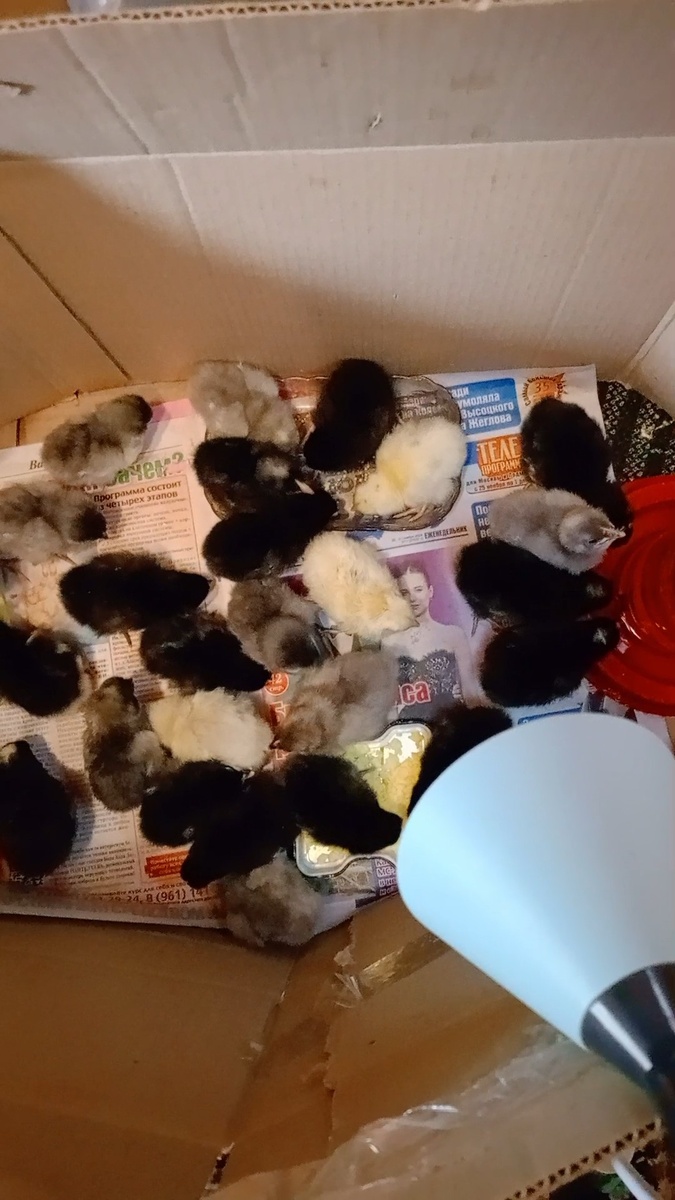 Первопухи.. Пока маленькие и такие милые. 