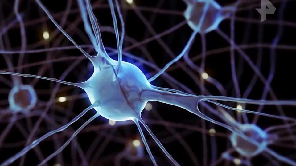 Фото: © Кадр из программы "Как устроен мир", РЕН ТВ