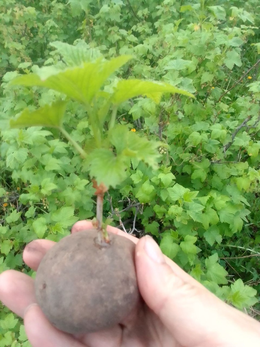 Укоренение в картофеле